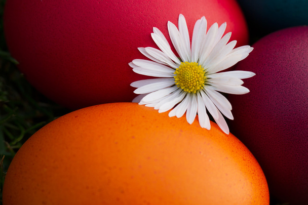Uova di Pasqua e fiore bianco nell'erba fresca di primavera
 - Foto, immagini