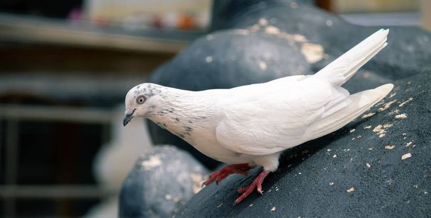 Белый голубь скользит по скале, на ноге вверх, под неудобным углом. - Фото, изображение