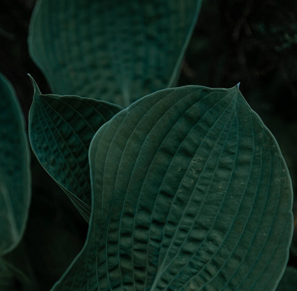 Hosta plant. Green leaves. Natural green background. Large leaves of a garden plant. Nature. - Fotografie, Obrázek