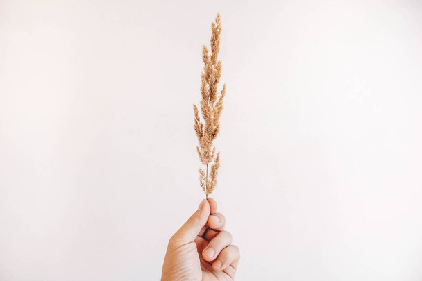 Dry branch of a plant in a male hand on a white background. Place for your text. - Fotó, kép