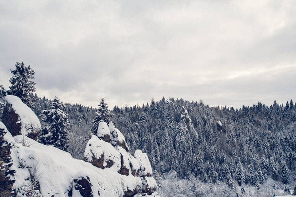 Группа покрытых снегом елок. Заснеженные леса в горах. - Фото, изображение