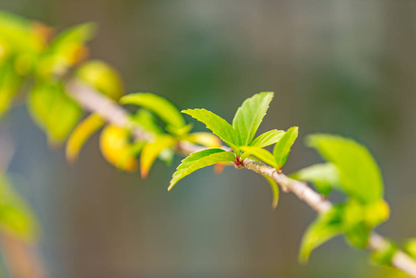 新鮮な緑の枝、春の時間の概念。晴れた緑の葉 - 写真・画像