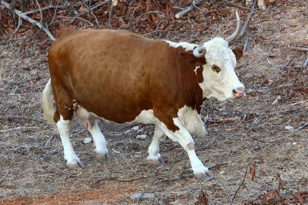Stieren en koeien grazen in een bos in het noorden van Israël. De stier is een symbool van het komende nieuwe jaar 2021  - Foto, afbeelding