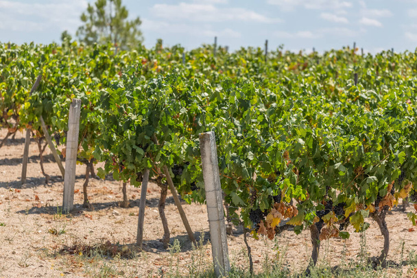 Vista detallada de los campos agrícolas con viñedos, típicamente mediterráneos, en Portugal - Foto, Imagen