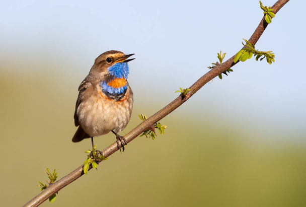 Bluethroat, Luscinia svecica. The bird sings, sitting on a branch of a young tree - Photo, Image