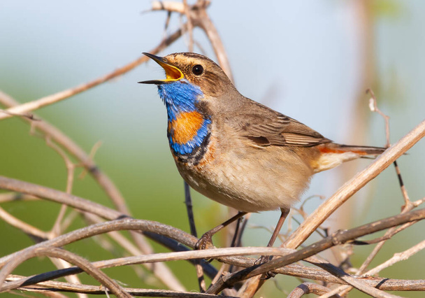 Bluethroat, Luscinia svecica. The bird sits in the thickets on the river bank and sings - Fotografie, Obrázek