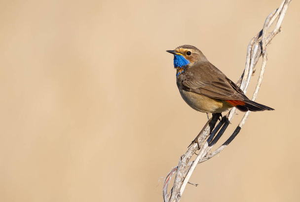 Bluethroat, Luscinia svecica. The bird sits on a stem of a plant on a beautiful beige background - Photo, Image