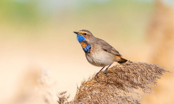 Bluethroat, Luscinia svecica. The male bird sits on the top of the reed on a beautiful background - Foto, afbeelding
