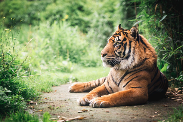 Close view portrait of the lying tiger on blurry background - 写真・画像