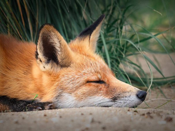 zorro rojo durmiendo en la naturaleza - Foto, Imagen