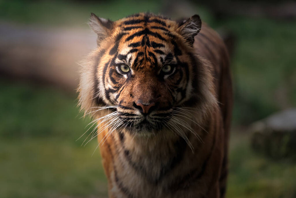 Vue rapprochée portrait du tigre sur fond flou - Photo, image