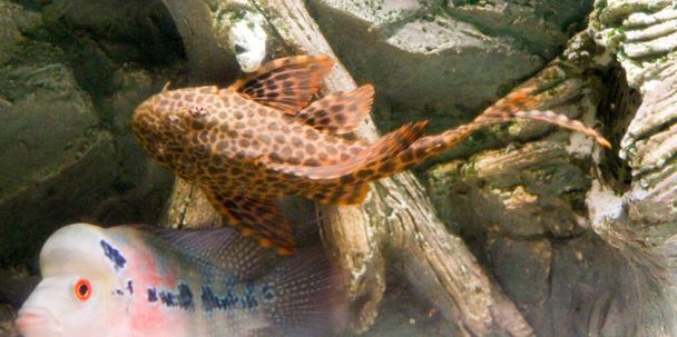 plecostomus bottom fish in aquarium with ridge. high quality photo - Photo, Image