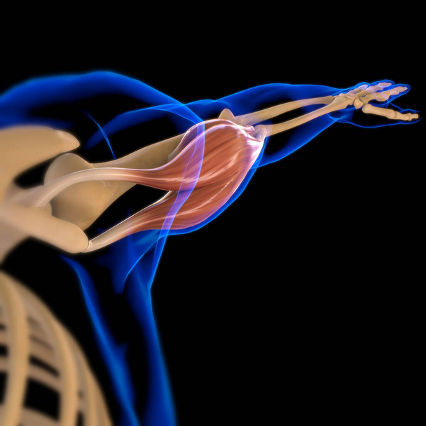 3D Ilustracja, Mięśnie jest tkanką miękką, Komórki mięśniowe zawierają białka, tworząc skurcz, który zmienia zarówno długość i kształt komórki. Mięśnie funkcjonują w celu wytworzenia siły i ruchu. - Zdjęcie, obraz