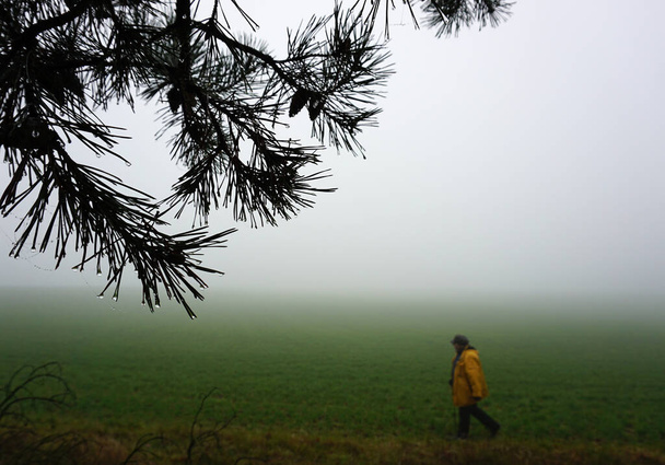 Одинокий пожилой турист в тумане. На переднем плане ель. На заднем плане путешественник на пыльном лугу, ищущий одиночества. Стена тумана позади этого человека. - Фото, изображение