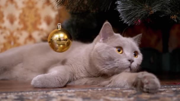 Funny Gray British Purebred Cat with Green Eyes Lies under Christmas Tree - Záběry, video