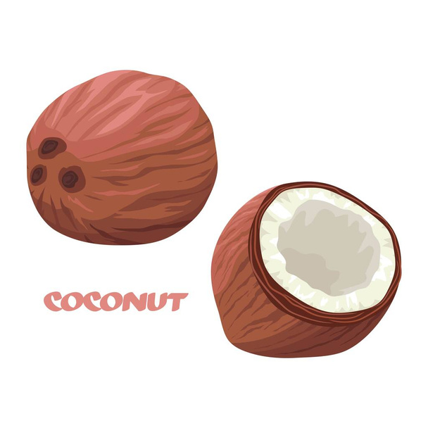 Ripe coconut. Tropical fruit. Nut from the jungle. Open coconut with white juicy pulp. Closed whole coconut. Isolated illustration - Vector, Image
