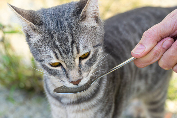 жіноча ложка, що їсть кота
 - Фото, зображення