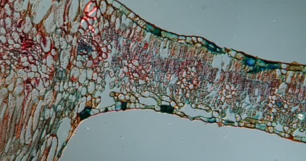 Płacząca wierzba, tkanka żółciowa liści pod mikroskopem 100x - Materiał filmowy, wideo