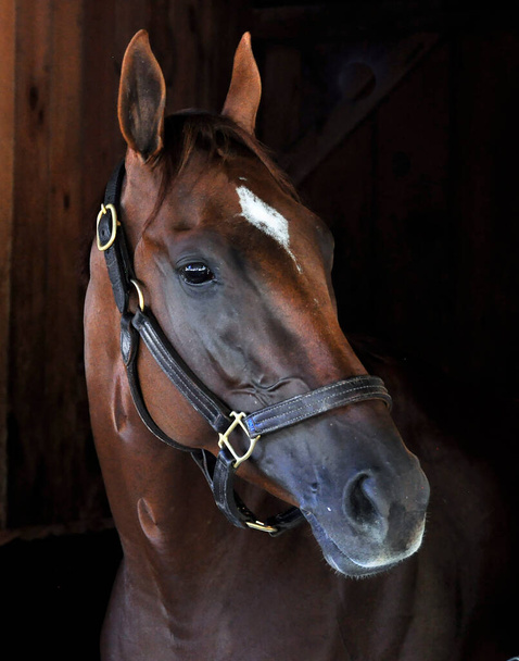 Sired by Curlin "Curalina", four time Stakes winning chestnut filly shown here in her stall at historic Saratoga. This fast filly is posing perfectly still for her portrait on the backstretch from inside her stall at Horse Haven. Fleetphoto - Photo, Image