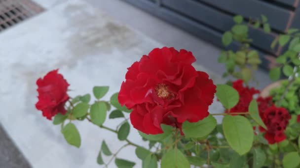 πολύχρωμο υλικό από κόκκινο τριαντάφυλλο chinensis jacq λουλούδι - Πλάνα, βίντεο