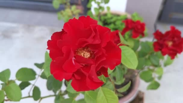 colorful footage of red rosa chinensis jacq flower - Footage, Video