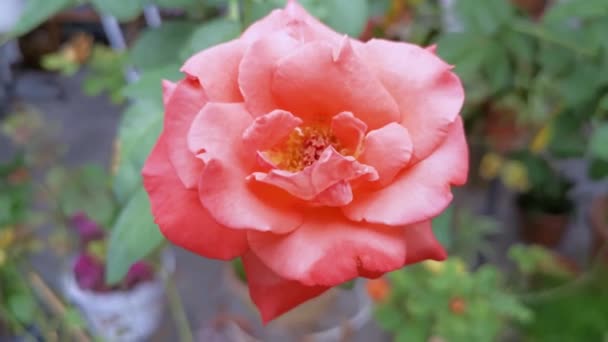 színes felvételek korallvörös rosa chinensis jacq virág - Felvétel, videó