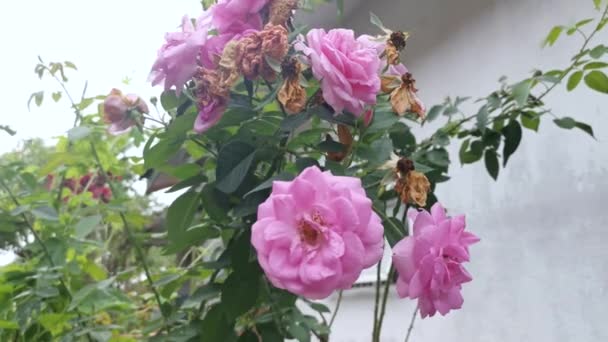 colorful footage of pink rosa chinensis jacq flower - Footage, Video