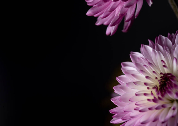 macro primer plano retrato de los crisantemos puérperos. a veces llamadas mamás o crisantemos - Foto, Imagen