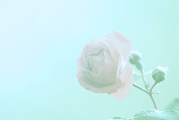 kwiat róży z filtrem koloru - Zdjęcie, obraz
