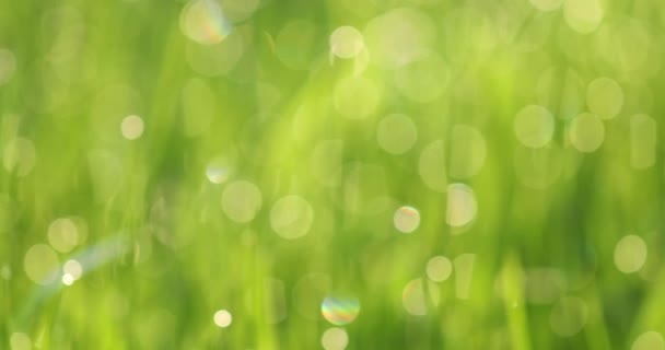 Defokussierte grüne Bokeh, Blätter oder Gras natürlichen Hintergrund. - Filmmaterial, Video