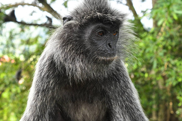 Melawati Tepesi 'nde gümüş yapraklı maymun, Kuala Selangor, Malezya - Fotoğraf, Görsel