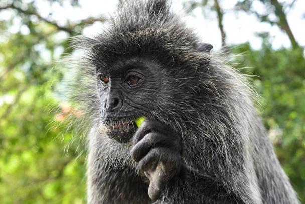 Mono de hoja plateada en Melawati Hill, Kuala Selangor, Malasia - Foto, Imagen