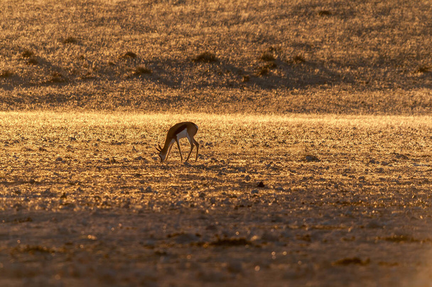 Springbok laiduntaminen auringonlaskun Garub lähellä Aus Namibiassa - Valokuva, kuva