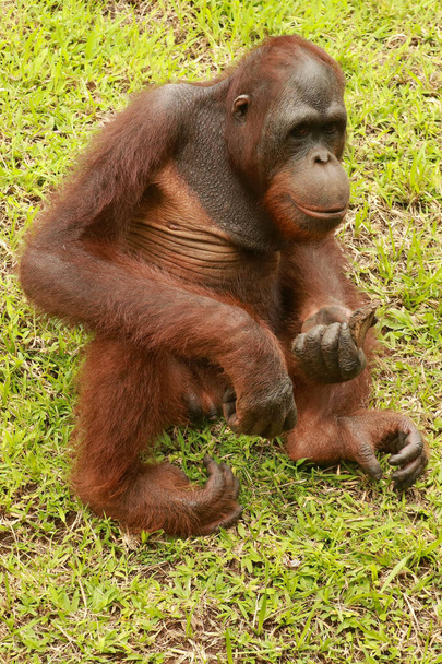 Молодий орангутанг сидить на газоні і грає з шматочком дерева в зоопарку. Понго. крупним планом
 - Фото, зображення