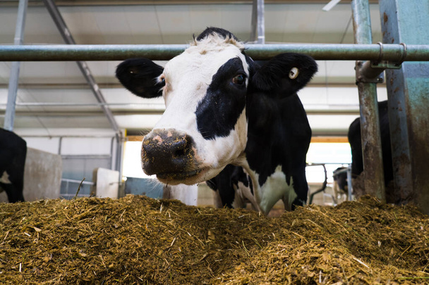 農業産業。動物飼育。酪農場の牛舎で干し草を食べる牛の群れ - 写真・画像