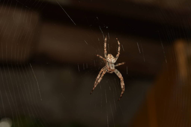 Araneus Diadematus - European Garden Spider ή Cross Orb-Weaver Spider σε κοντινή απόσταση με επιλεκτική εστίαση. Ιστός αράχνης με δροσιά στο σκοτάδι.Το φόντο ιστού αράχνης. - Φωτογραφία, εικόνα