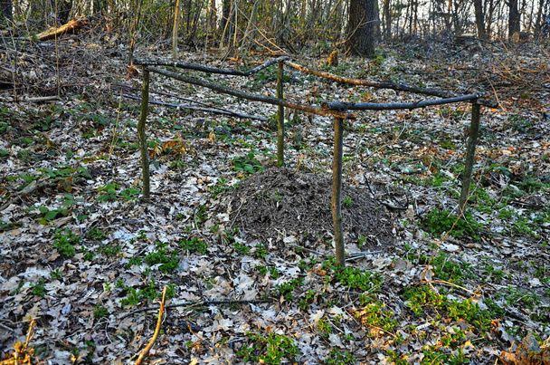 Velký mraveniště v lese s dřevěným plotem - Fotografie, Obrázek