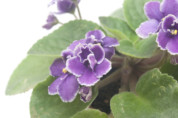 Bonita flor violeta aislada sobre fondo blanco
  - Foto, Imagen