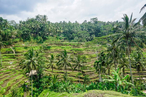 Beautiful rice terraces in Bali island - Фото, изображение