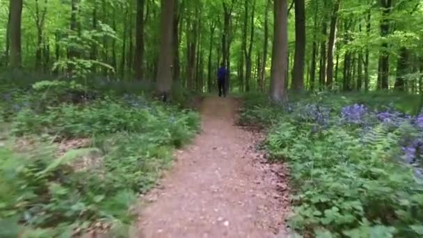 Marcher dans West Woods près de Marlborough, Wiltshire, Angleterre - Royaume-Uni - Séquence, vidéo