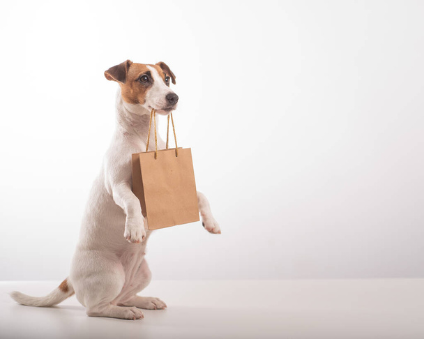 Portrait of dog jack russell terrier holding a paper craft bag in its mouth on a white background - Foto, Imagen