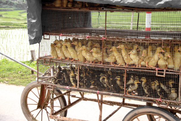 ベトナムの田舎のアヒルの卵農場に輸送する移動式ケージのアヒル - 写真・画像