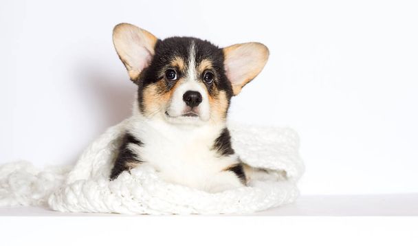 cute puppy welsh corgi tricolor looking on white background - Фото, зображення