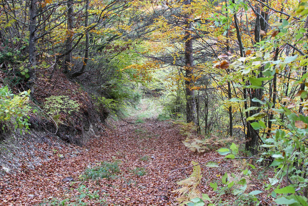 rochers et feuilles de chêne dans le sentier de montagne apennin en italie. Photo de haute qualité - Photo, image
