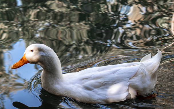 Piękna kaczka pływa cicho w wodzie jeziora, które ją wita - Zdjęcie, obraz