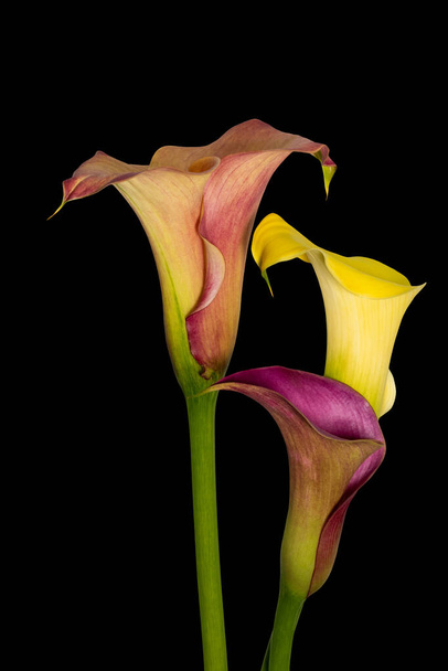 touching trio of red yellow orange calla blossoms, black background, fine art still life color macro, detailed textured blooms, vintage painting style - Photo, Image