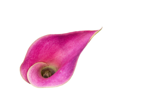 isolierte violette Calla-Blüte auf weißem Hintergrund, Draufsicht minimalistische Fine Art Stillleben Farb-Makro einer einzelnen detaillierten strukturierten Blüte im Vintage-Malstil - Foto, Bild