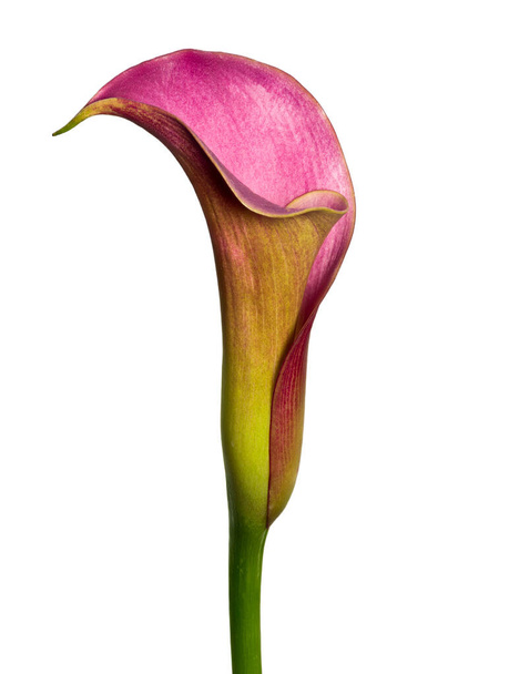 isolated violet calla blossom on white background, fine art still life color macro of a single detailed textured bloom in vintage painting style - Photo, Image