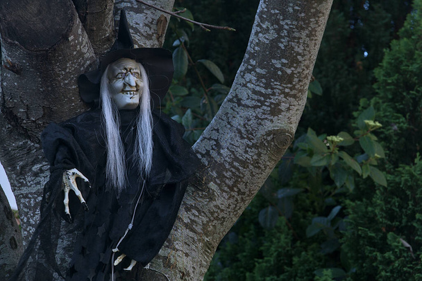 Gruselige alte Hexe mit schwarzem Kleid, Hut und Nägeln, graues Haar hing am Baum. Typisch irisches Halloween-Dekor. Dekoration zu Halloween 2020 mit Gruselhexe am Baum. Dublin, Irland - Foto, Bild