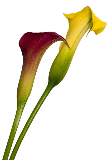 isolated pair of red yellow calla blossoms, white background, fine art still life color macro, two detailed textured blooms, vintage painting style - Photo, Image